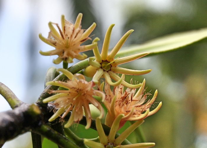 Australian Coastal Plants Rhizopheraceae